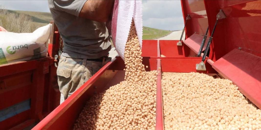 Yağışlar çiftçiyi umutlandırdı: Nohutta rekolte beklentisi arttı 5